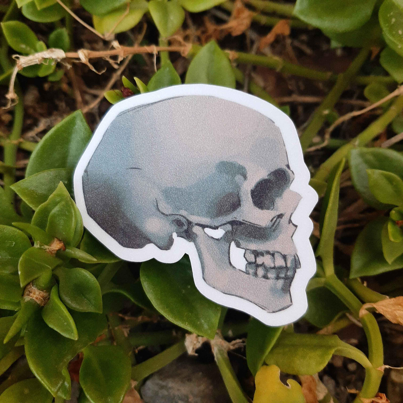 Calavera Perfil $15 MXN