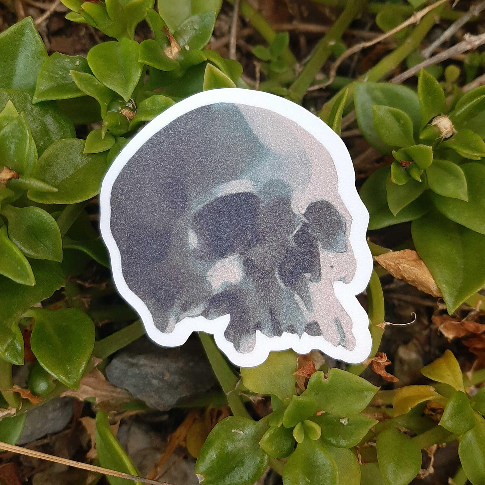 Calavera sin quijada $15 MXN